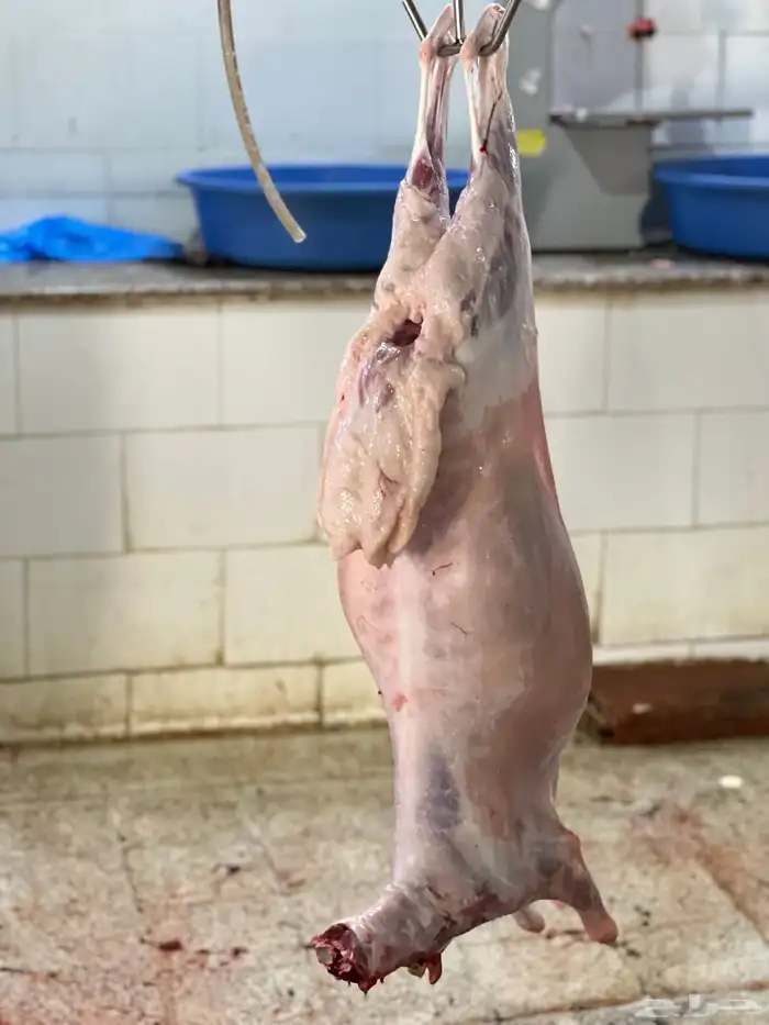 طليان سواكن تربيه فل شحم ونظيفه وزنها اقل شي25 6