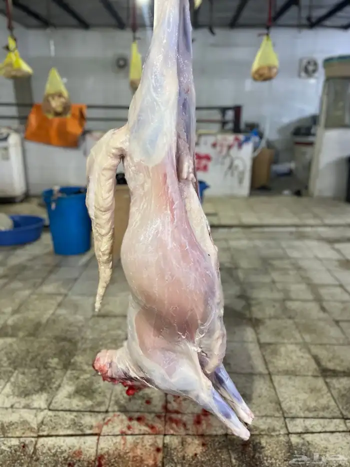 طليان سواكن تربيه فل شحم ونظيفه وزنها اقل شي25 3