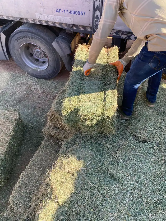 برسيم جندير فاخر درجه اولى وجميع انواع الاعلاف متوفره 21