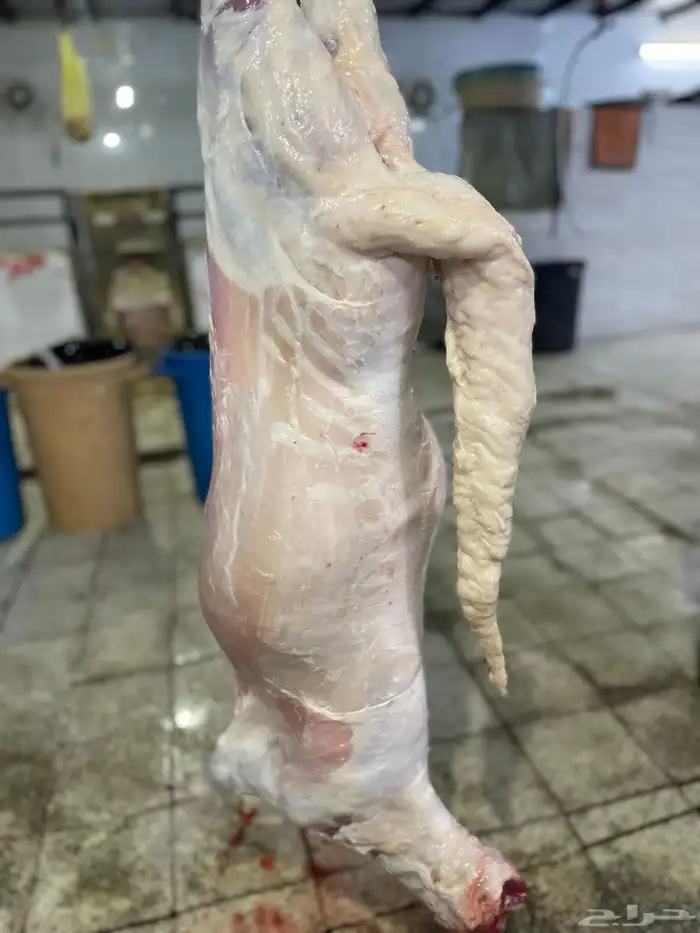 طليان سواكن تربيه فل شحم ونظيفه وزنها اقل شي25 2