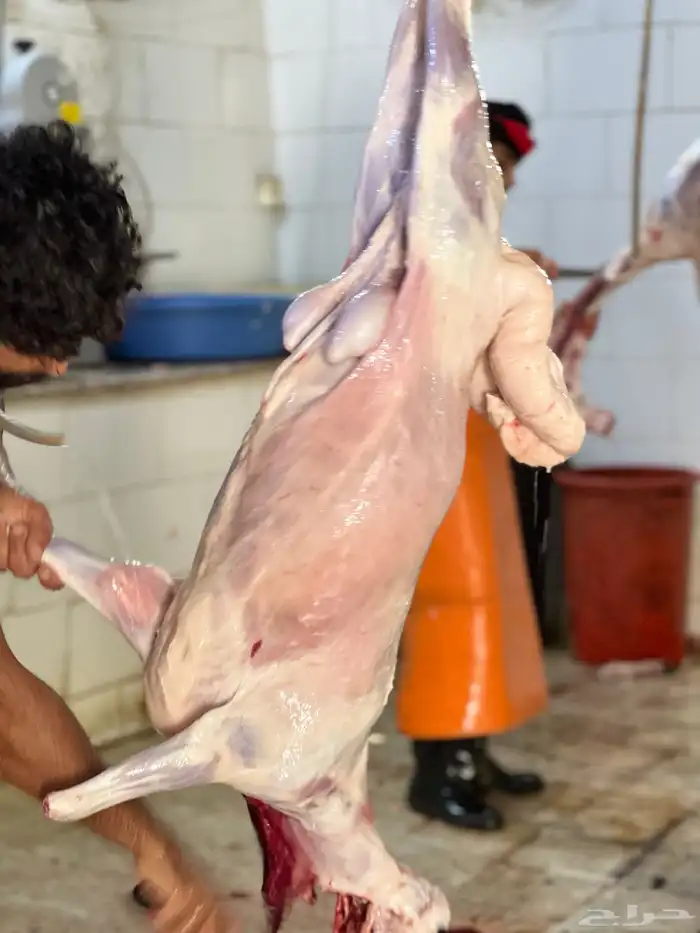 سواكن تربيه فل شحم ولحم وطليان حريه 2