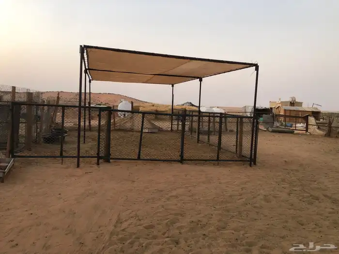 ملتزمات حلال 18