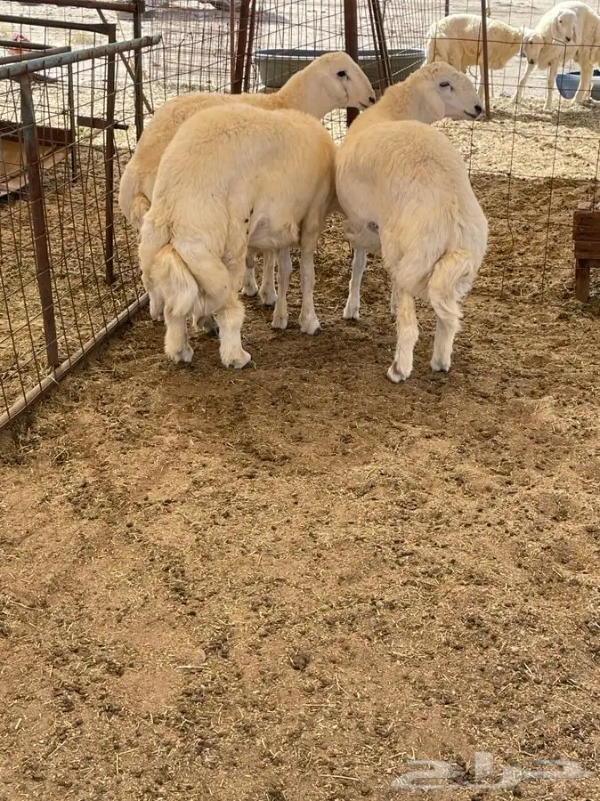 حري نظيف طليان رخال جدة طريق بريمان 0