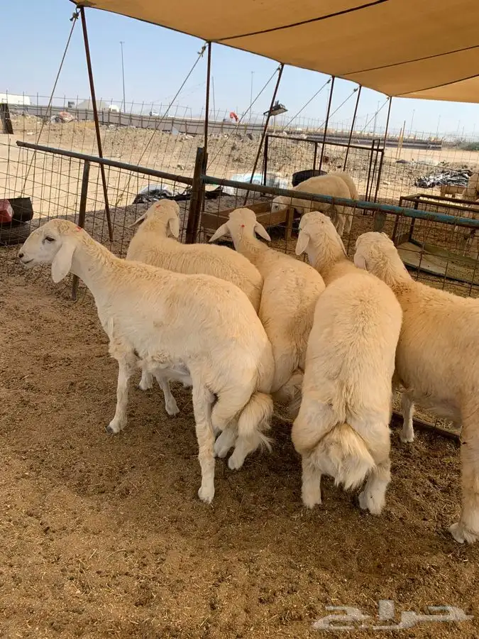 حري نظيف طليان رخال جدة طريق بريمان 1