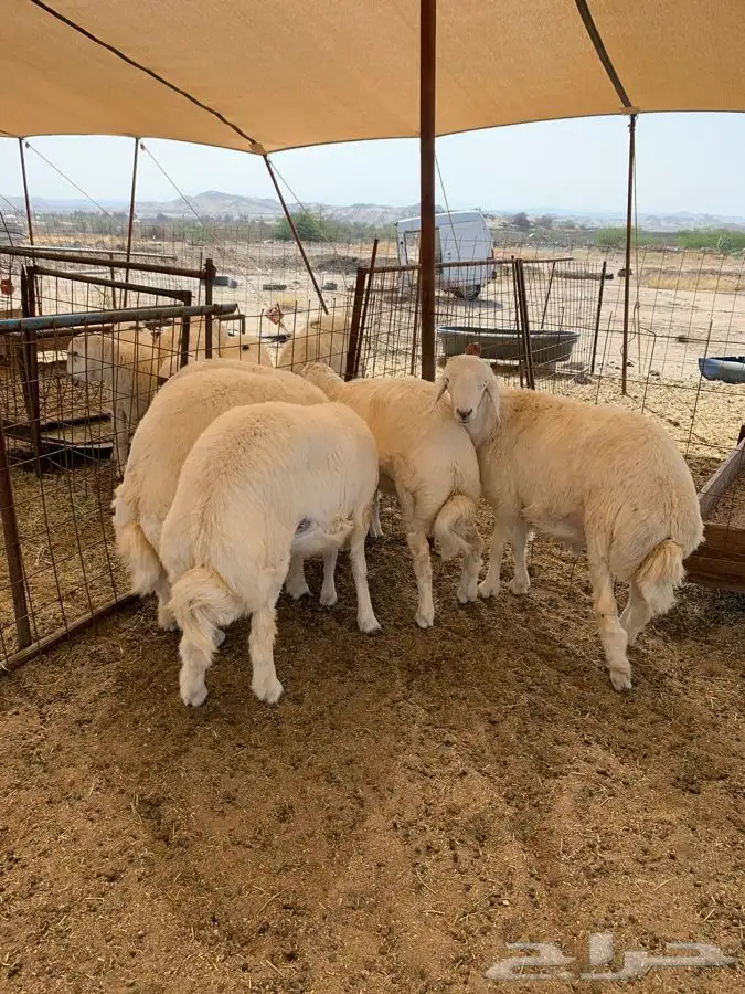 حري نظيف طليان رخال جدة طريق بريمان 2