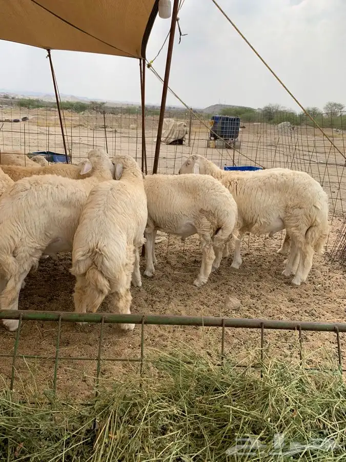 حري نظيف طليان رخال جدة طريق بريمان 4