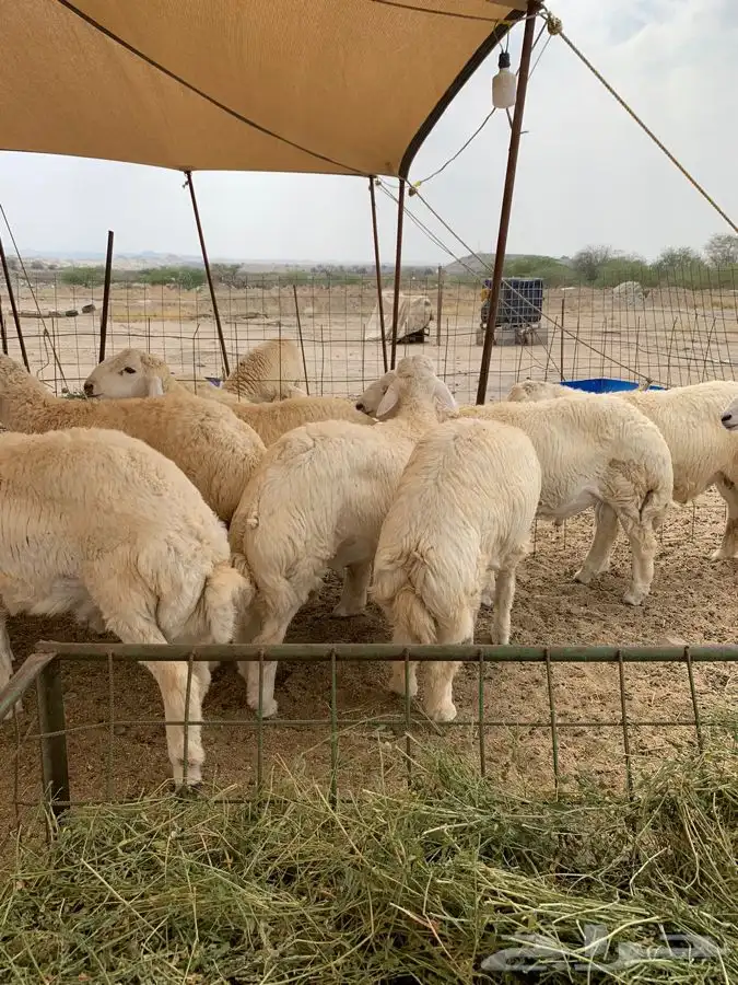 حري نظيف طليان رخال جدة طريق بريمان 3