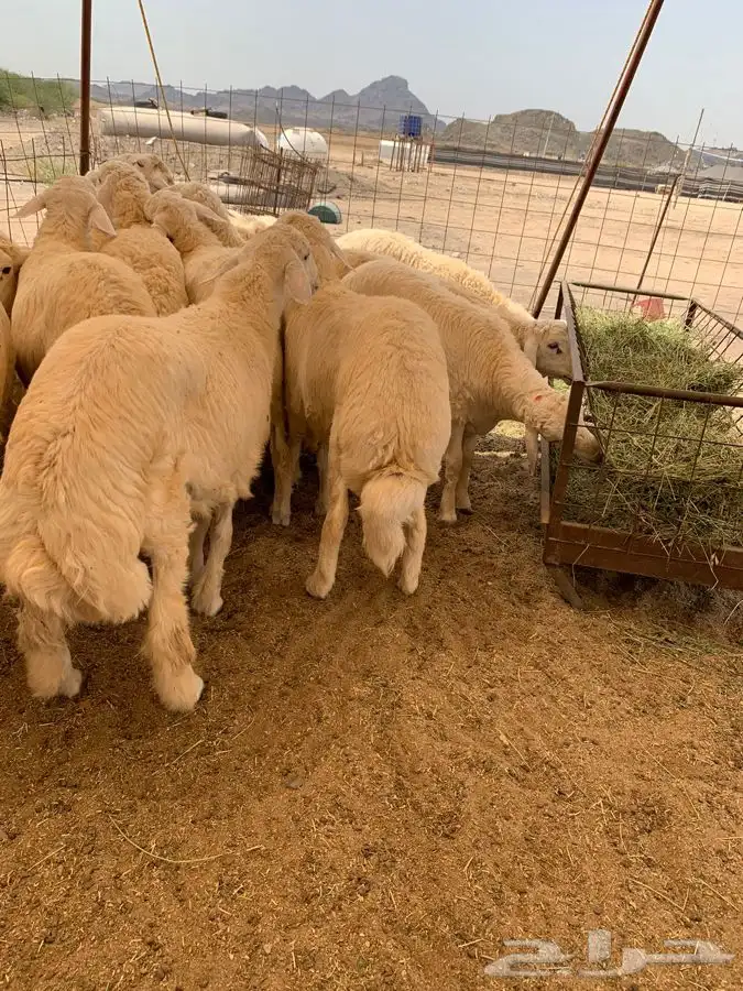 حري نظيف طليان رخال جدة طريق بريمان 5