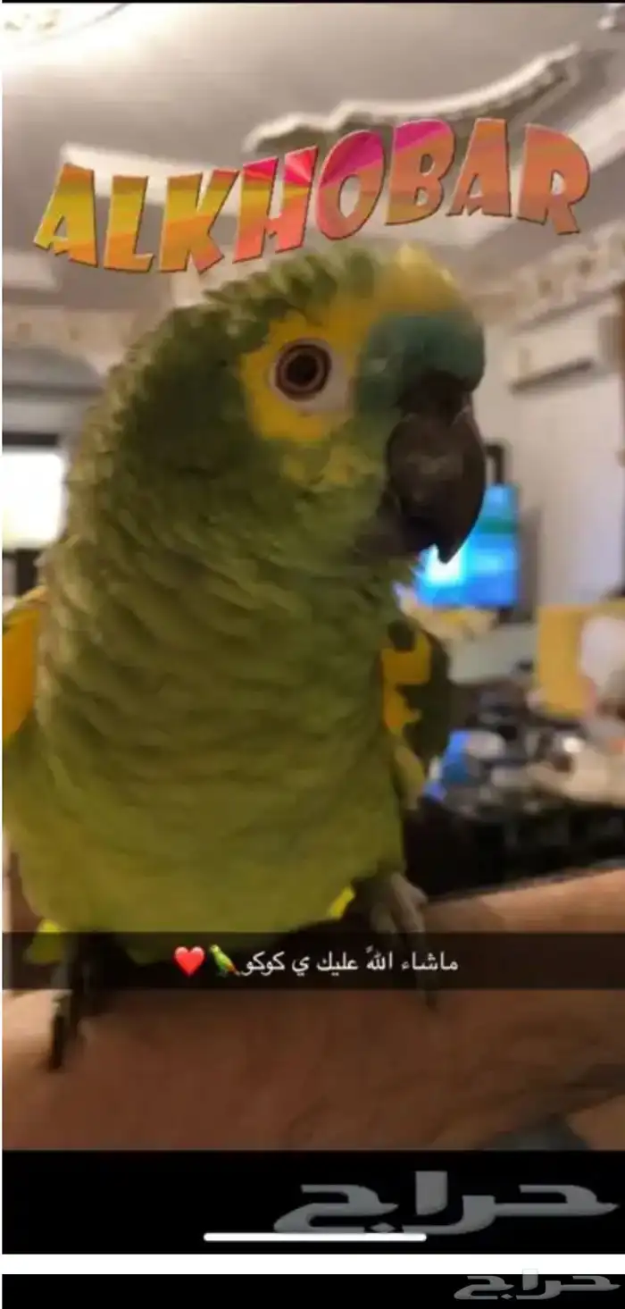 بغبغاء بلو فرنتد الدرجه الثالثه متكلم تم البيع الله يبارك 1