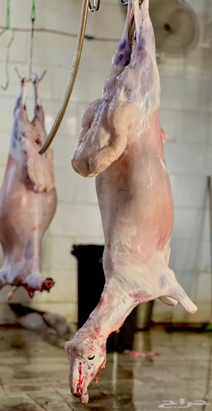 طليان سواكن تربيه فل شحم ونظيفه وزنها اقل شي25 4