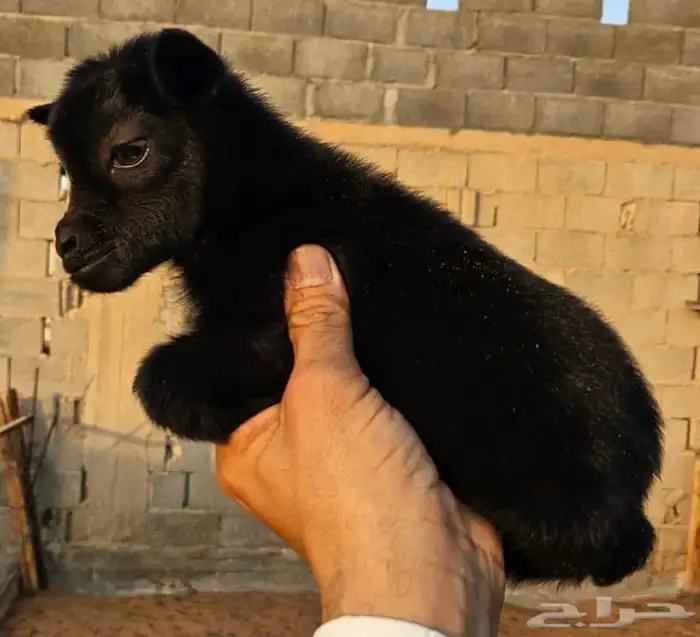 ماعز قزم صغير جدا لعوب وصديق لطفل الماعز القزم الجميل 8