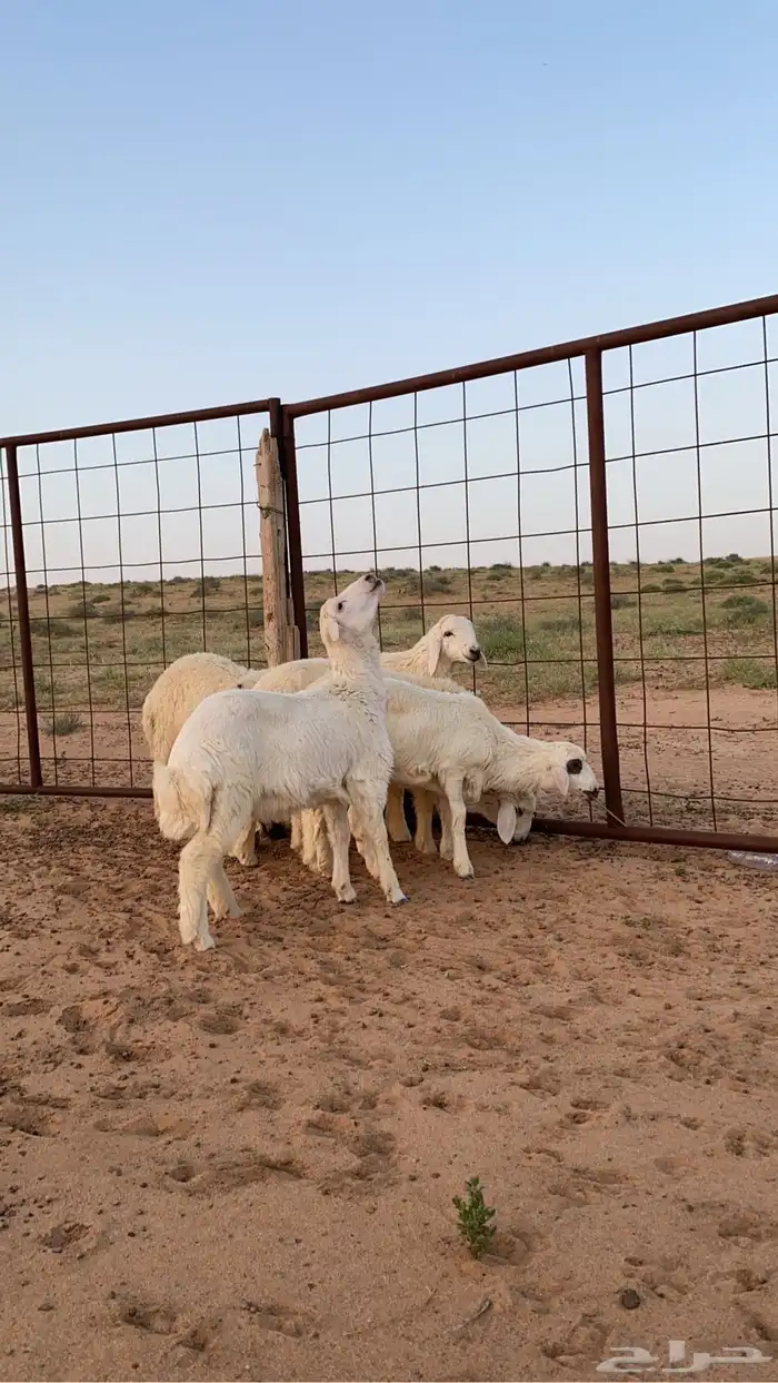 لدينا ذبايح بسعر مناسب حياكم 3