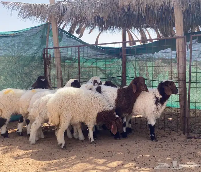 لدينا ذبايح بسعر مناسب حياكم 5