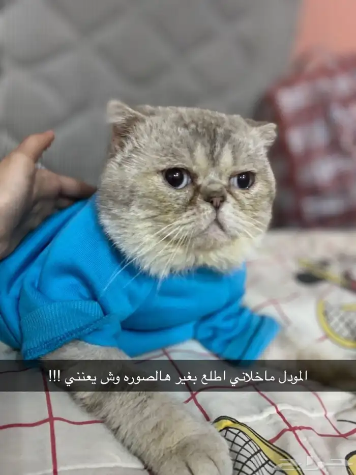 للتزاوج ذكور مستويات حلوه وأسعار مميزه 2