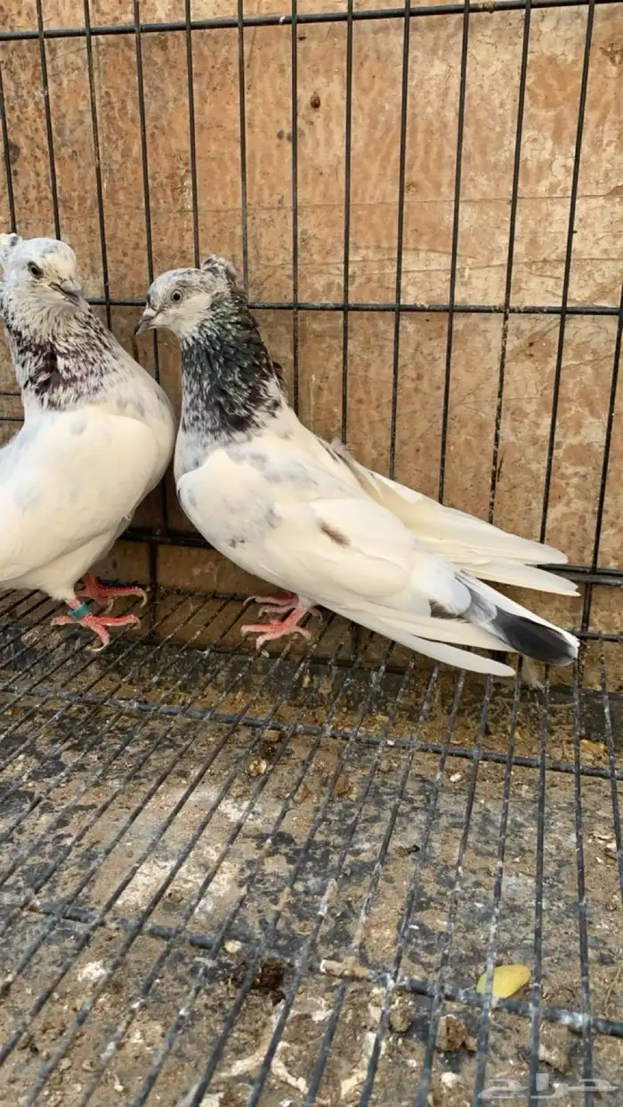 حمام ايراني 4