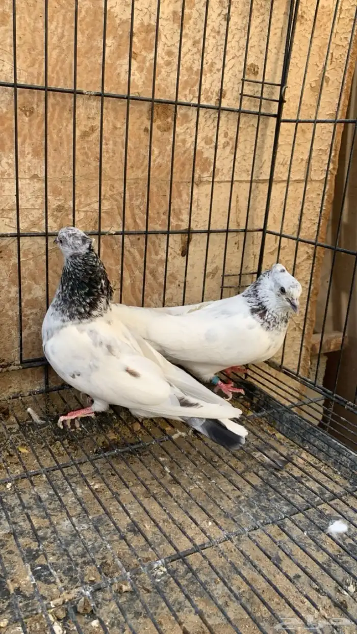 حمام ايراني 0