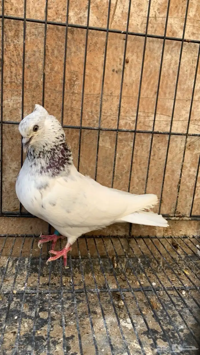 حمام ايراني 1