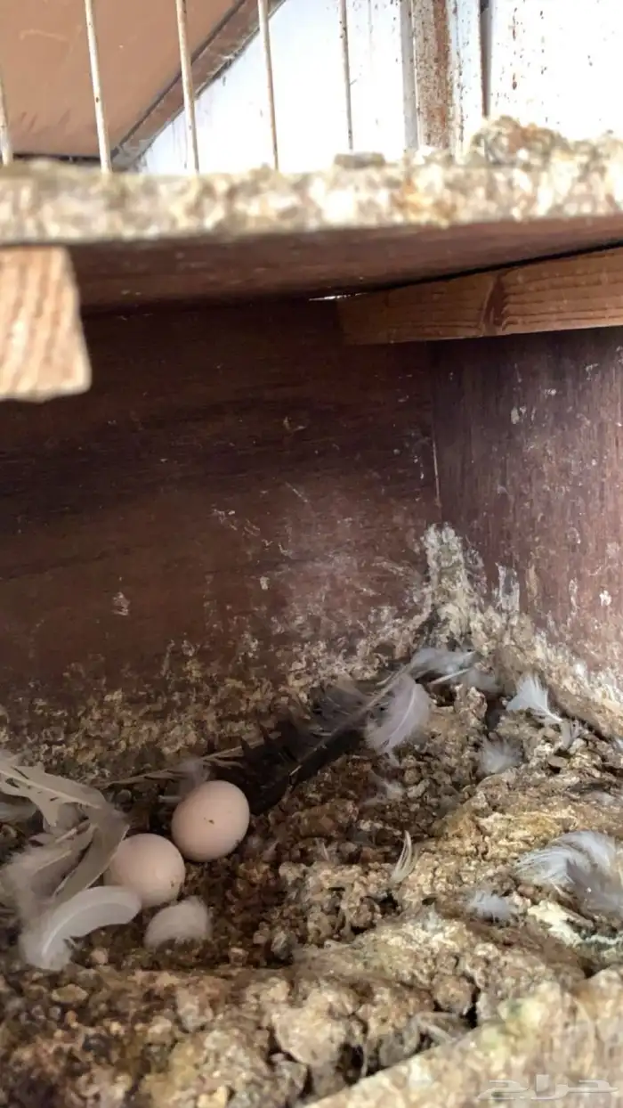 حمام ايراني 9