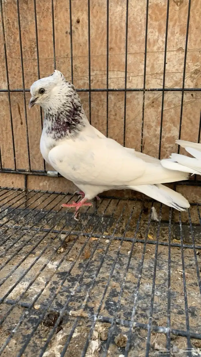 حمام ايراني 7