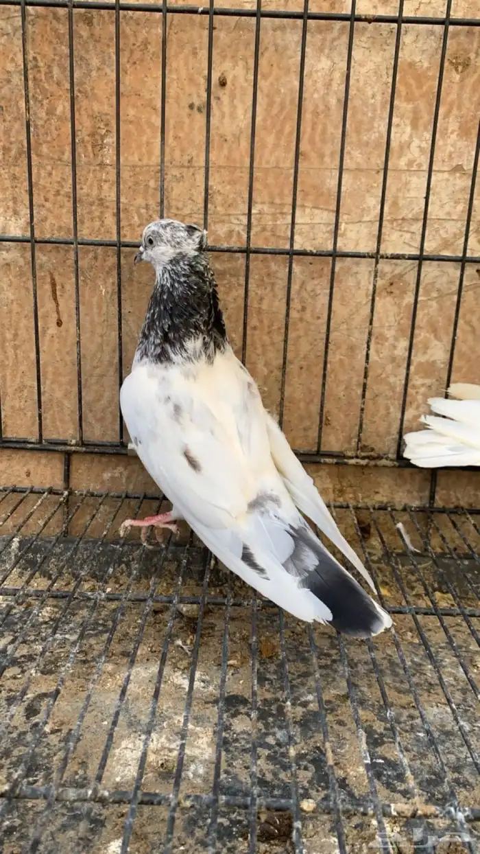 حمام ايراني 6