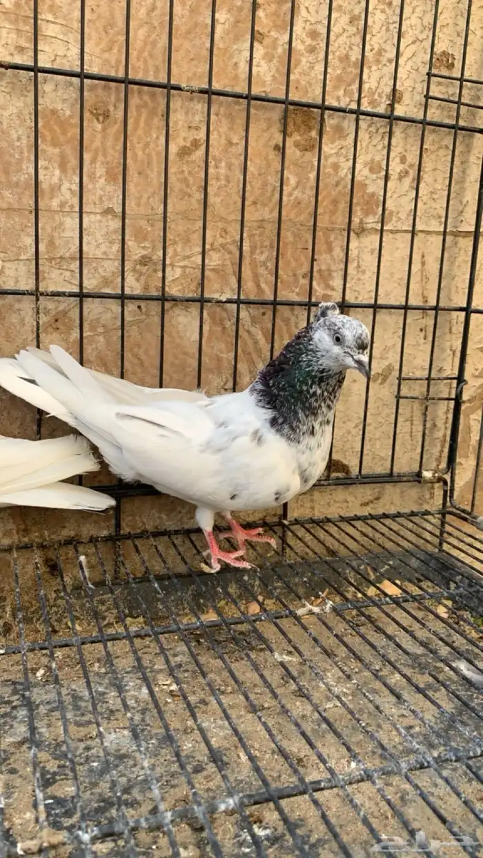 حمام ايراني 2