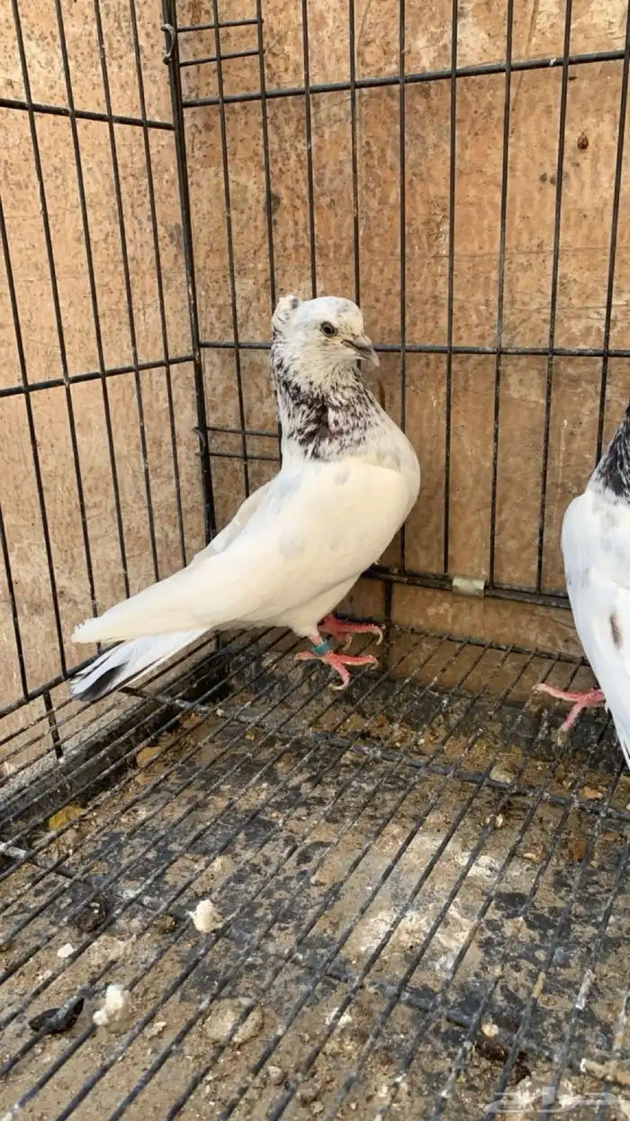 حمام ايراني 5