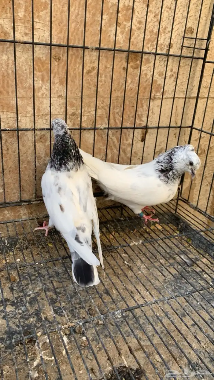 حمام ايراني 3