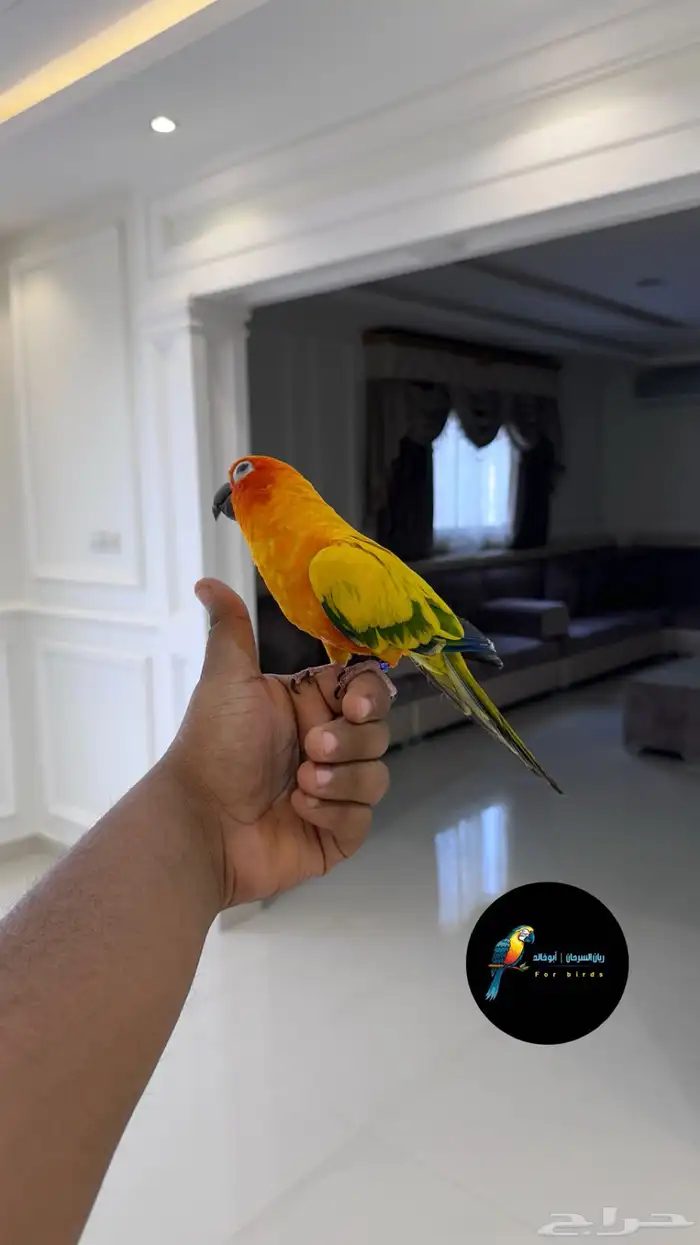 صن كنيور من اقوى الصبغات مجنون ولافه وهدد وكلام تم البيع 3