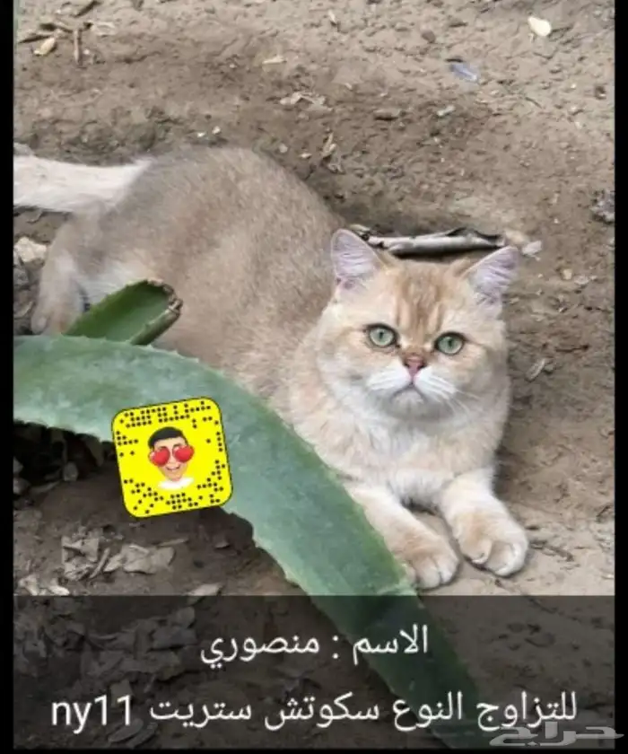 للتزاوج ذكور مستويات حلوه وأسعار مميزه 0