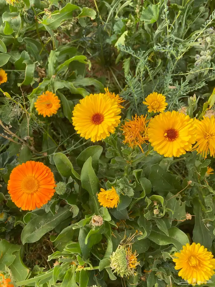 بذور اذريون كلانديولا للبيع 4