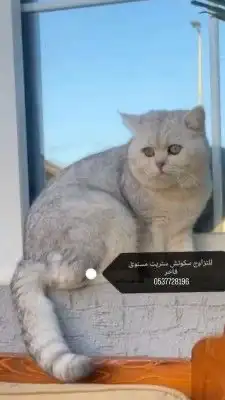 للتزاوج ذكور مستويات حلوه وأسعار مميزه 1