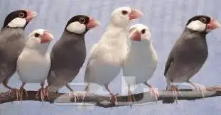 اللي عنده طيور للبيع بسعر طيب يدخل 1