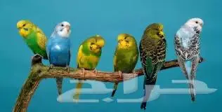 اللي عنده طيور للبيع بسعر طيب يدخل 2