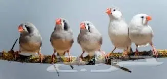 اللي عنده طيور للبيع بسعر طيب يدخل 0