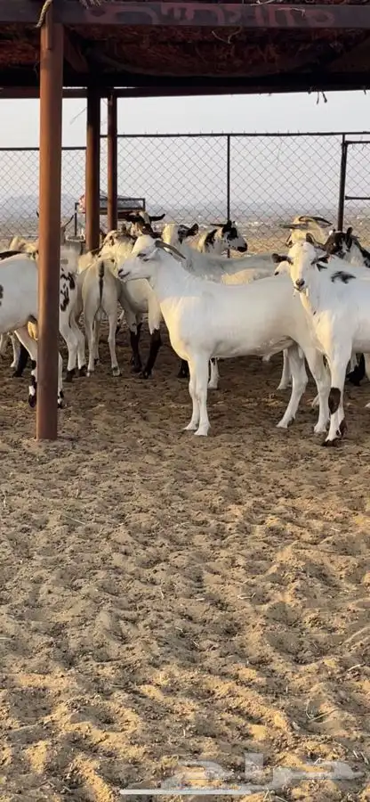 تيوس للبيع 0