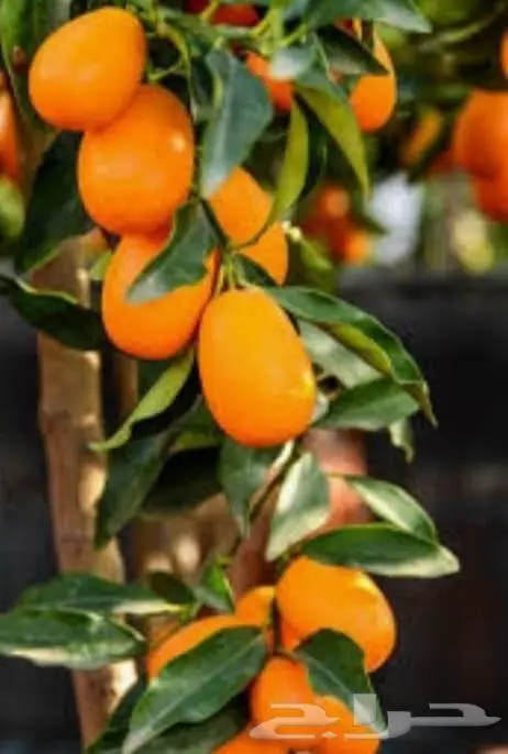 برتقال ملكي15ريال 1