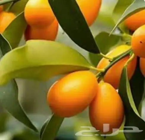 برتقال ملكي15ريال 0