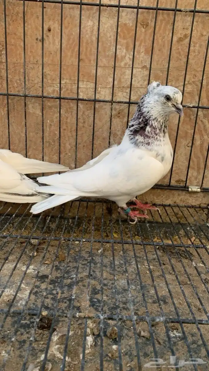 حمام ايراني 8