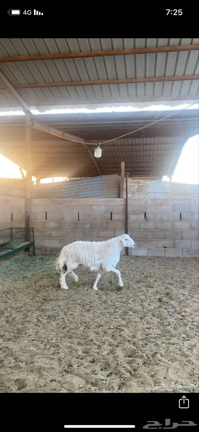 خروف حري 3