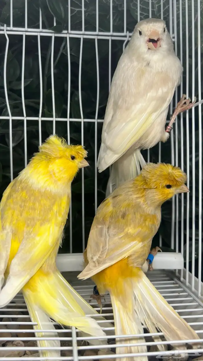 ثلاث ذكور تغريد 0