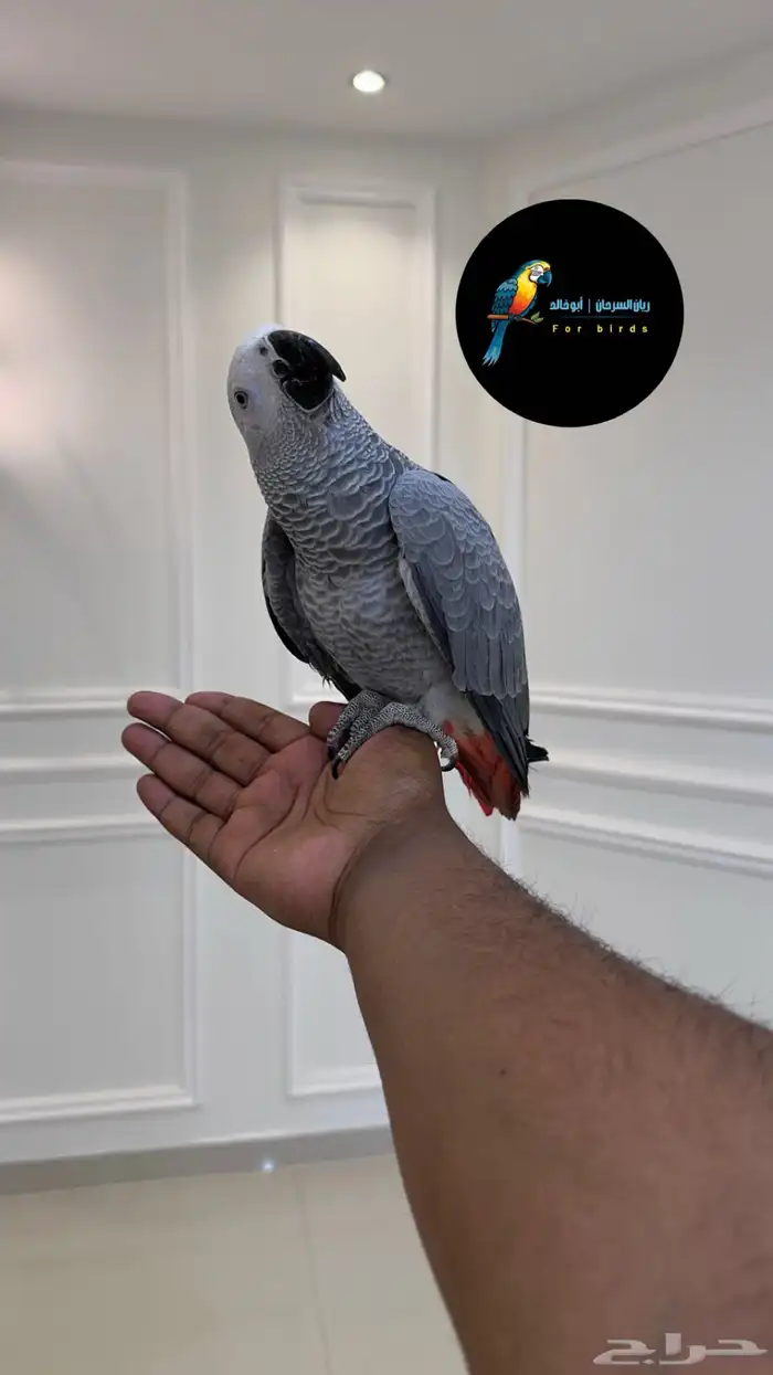 فرخ كاسكو حجم ضخم لون ثلجي اليف وهدد ومتكلم بالوجه تم البيع 2