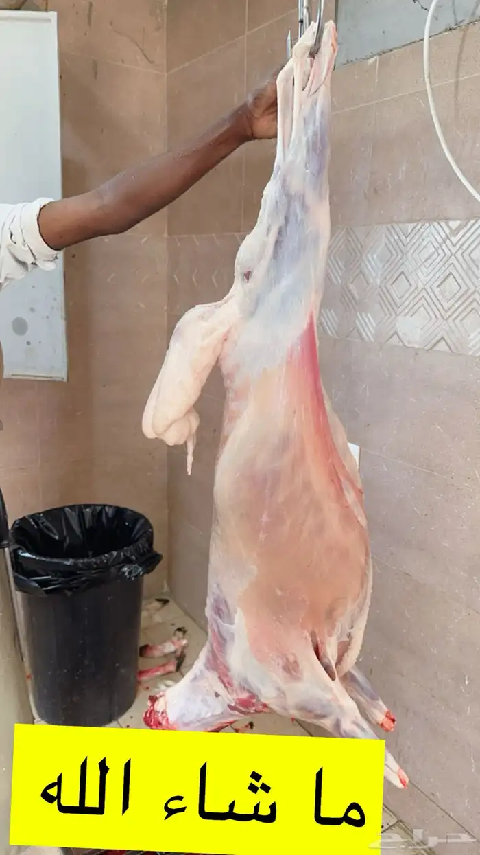 خرفان ذبايح و ثلاجه و مناسبات ومبادي 6