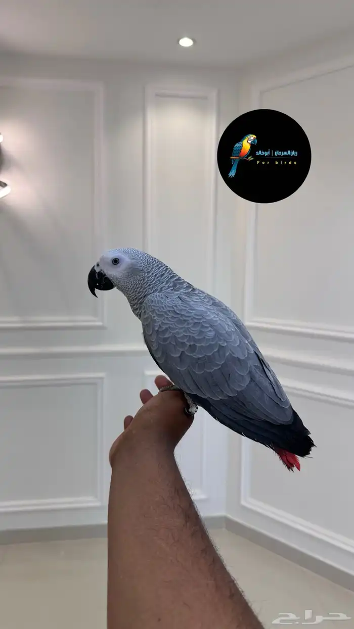 فرخ كاسكو حجم ضخم لون ثلجي اليف وهدد ومتكلم بالوجه تم البيع 0