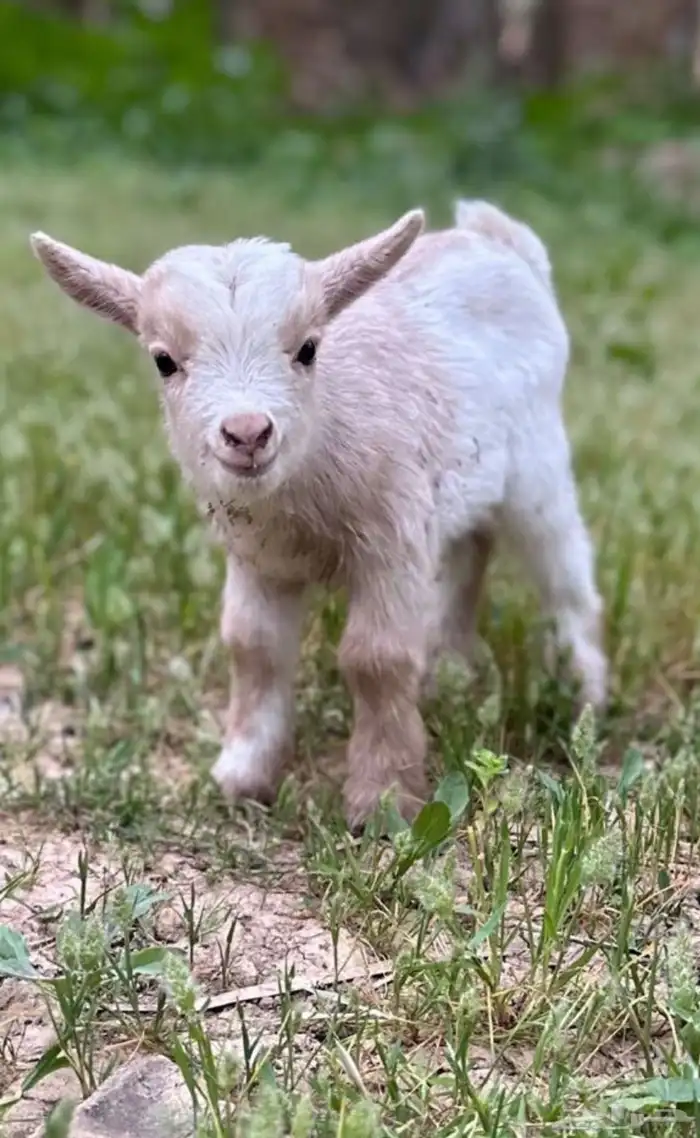ماعز قزم الليف الماعز القزم شامل الملحقات بديل القطط 21