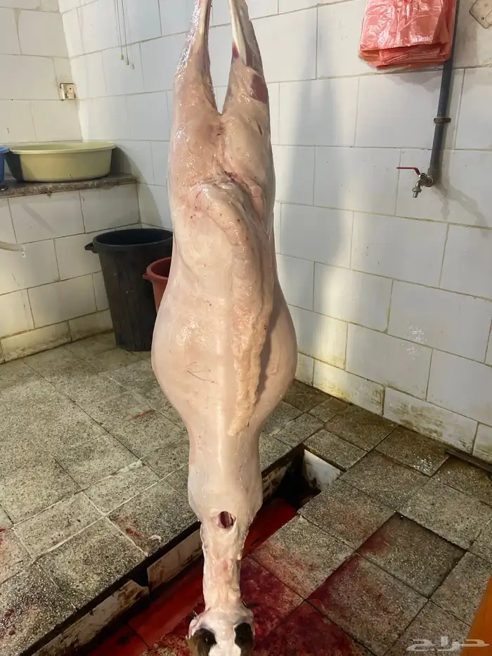 سواكن حمري شرط مرباه خمس شهور وعليها فل شحم ماشالله 8