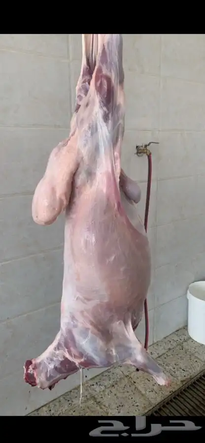 ( ذبائح بريه ) 2