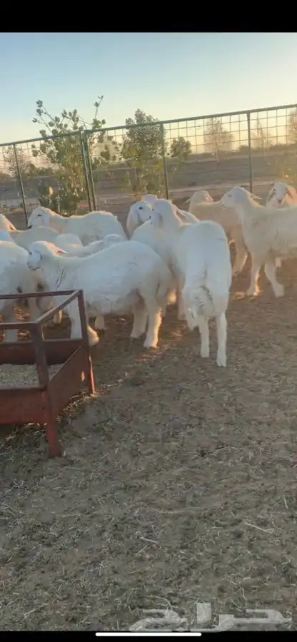 ( ذبائح بريه ) 0