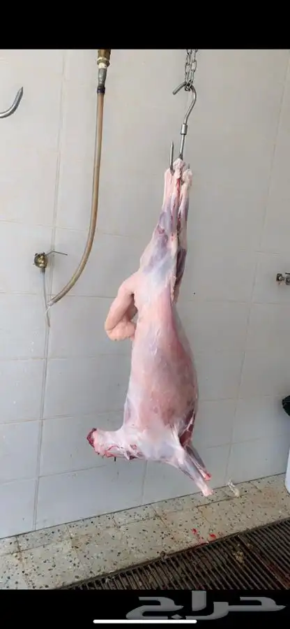 ( ذبائح بريه ) 1