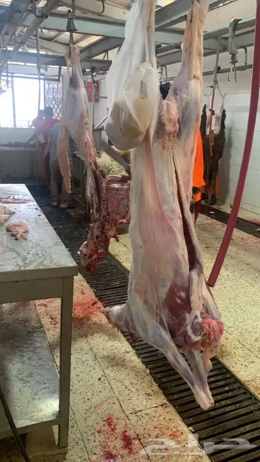 ذبايح طيبه مقفله لحم وشحم 3