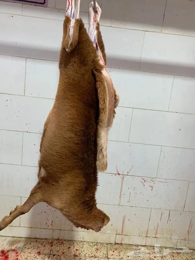 ذبايح طيبه مقفله لحم وشحم 0